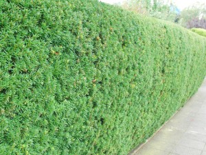 taxus-bestellen.nl - taxus bestellen